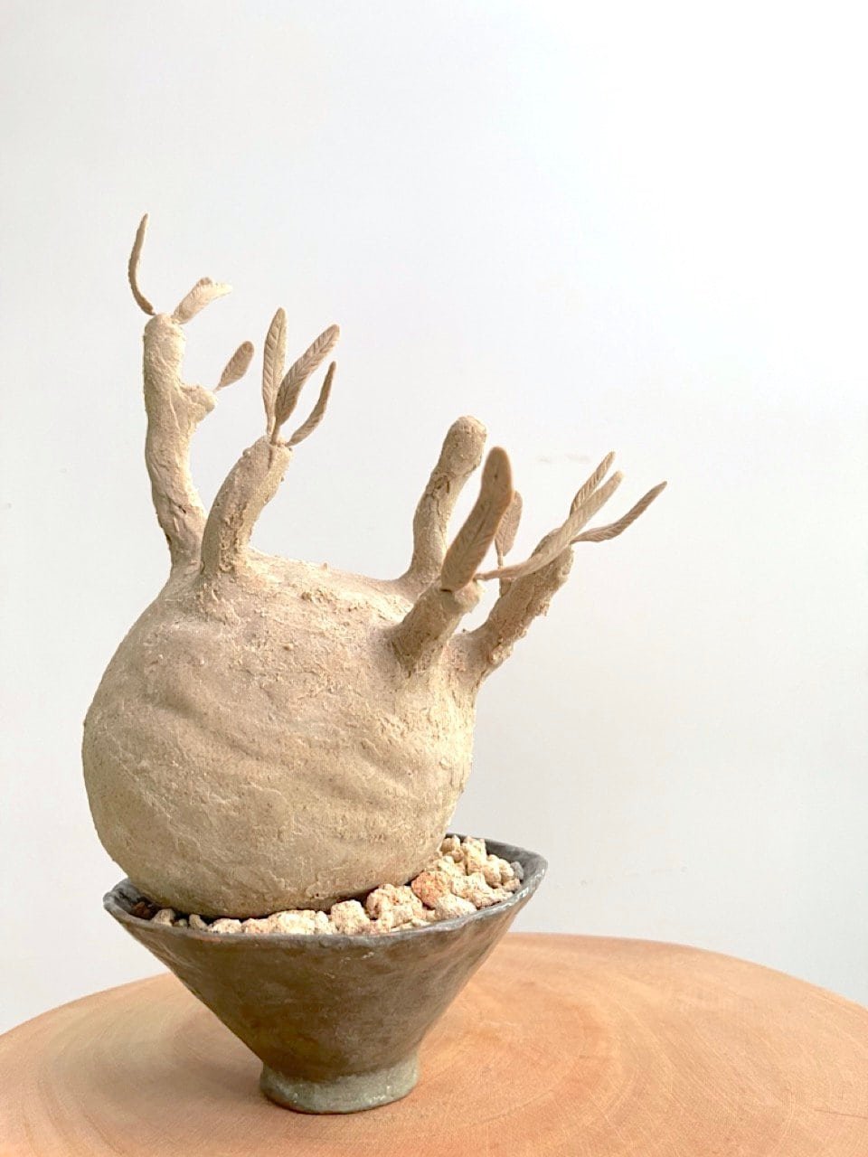 kl-tomo-moo-clay-handmade-caudex-1