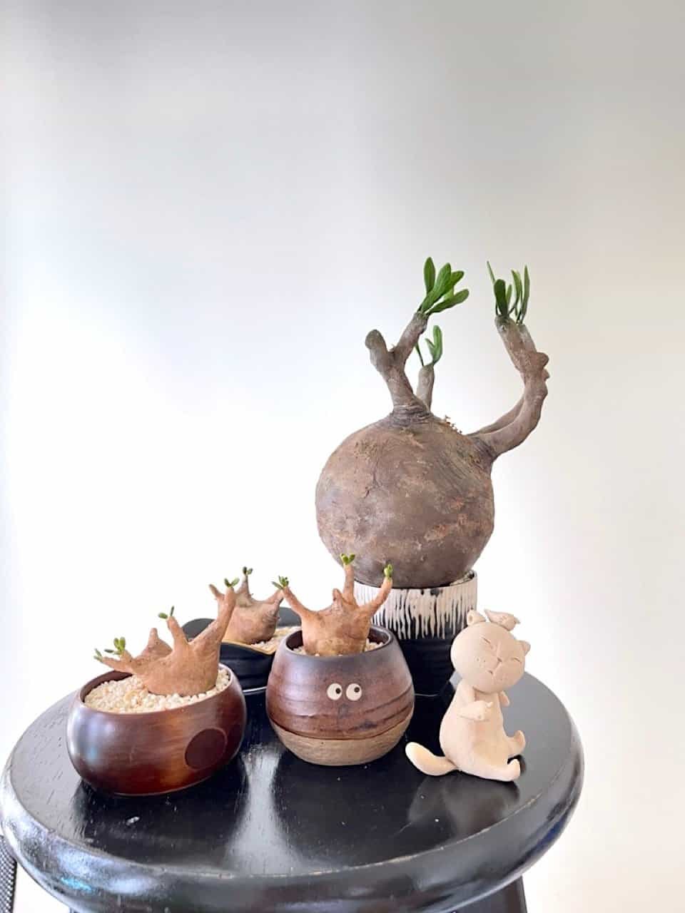 kl-tomo-moo-clay-handmade-caudex-11