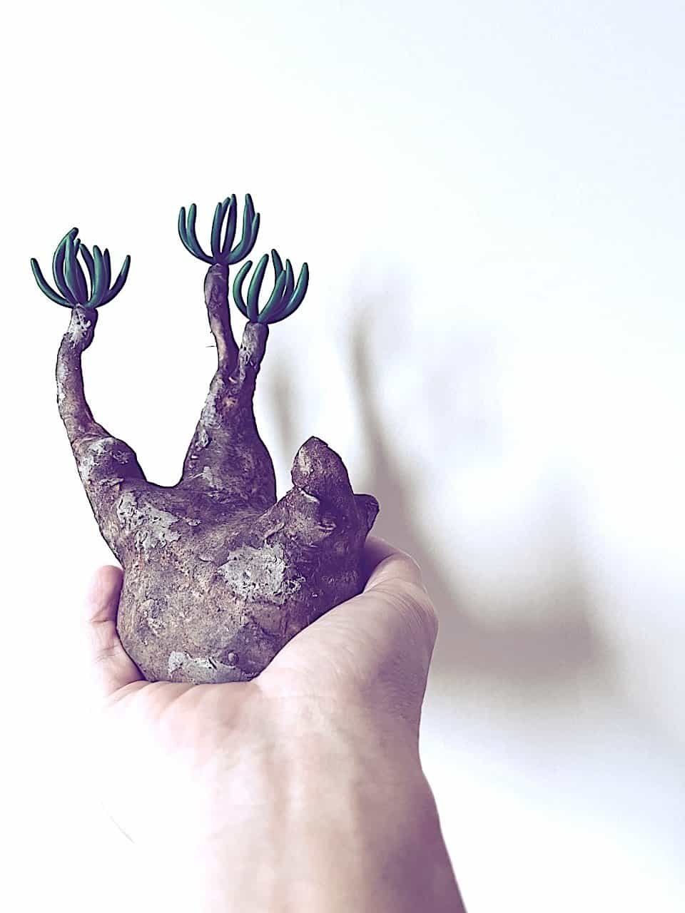 kl-tomo-moo-clay-handmade-caudex-2