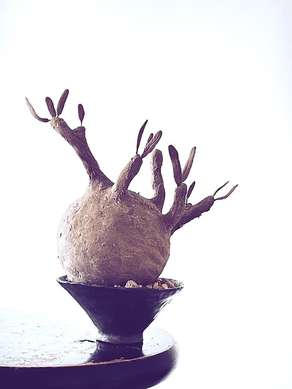 kl-tomo-moo-clay-handmade-caudex-4