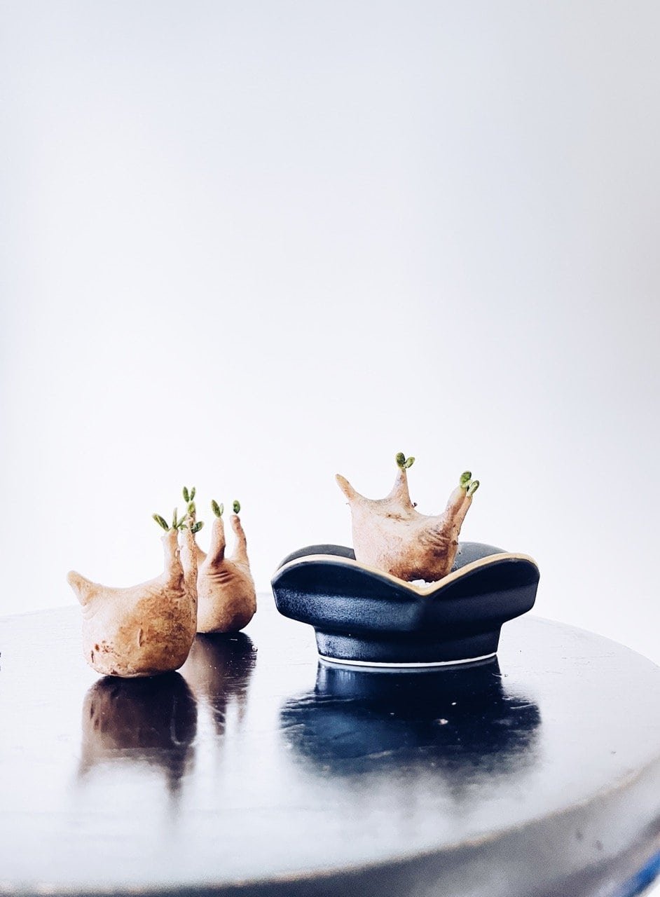 kl-tomo-moo-clay-handmade-caudex-8