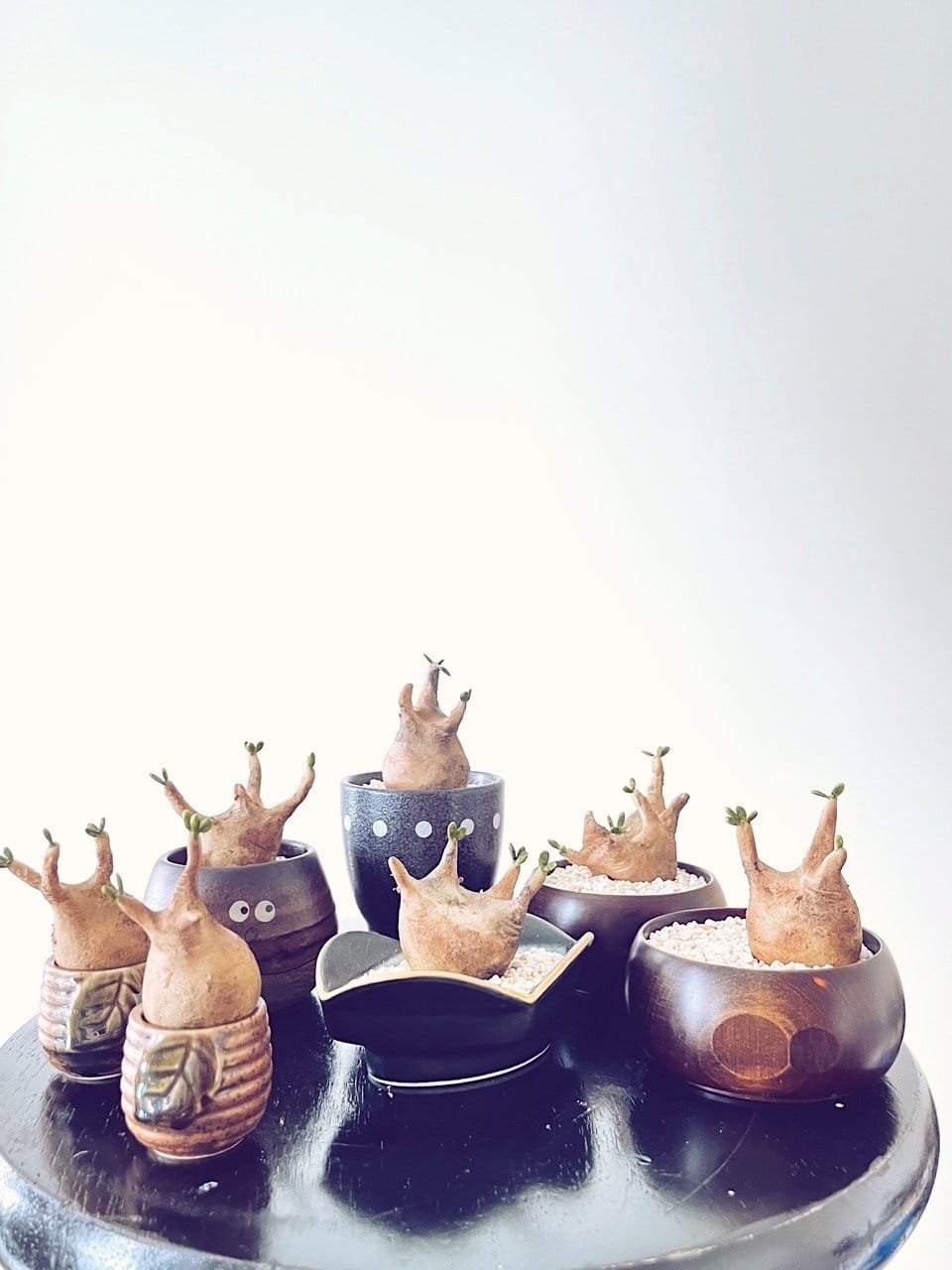 kl-tomo-moo-clay-handmade-caudex-9