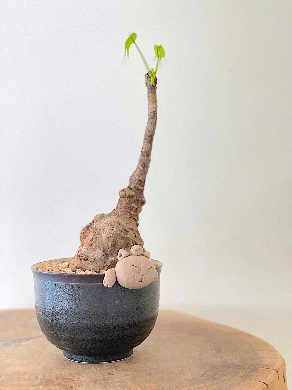 kl-tomo-moo-clay-plants-handmade-bonsai-firmiana-colorata-1