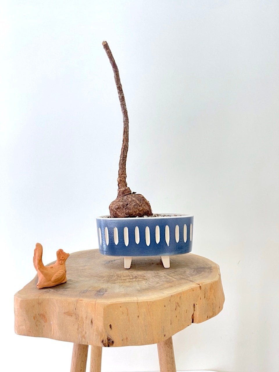 kl-tomo-moo-clay-plants-handmade-bonsai-firmiana-colorata-2