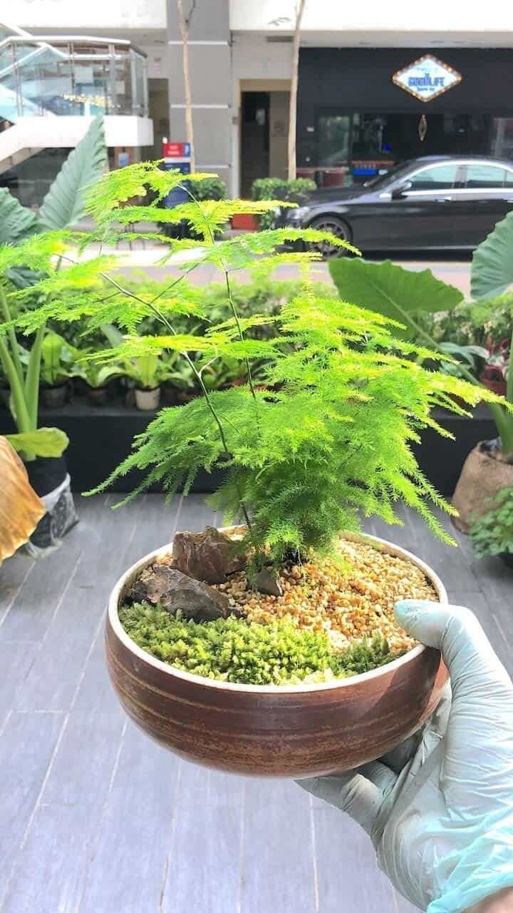 kl-tomo-moo-clay-plants-handmade-bonsai-asparagus-fern-1