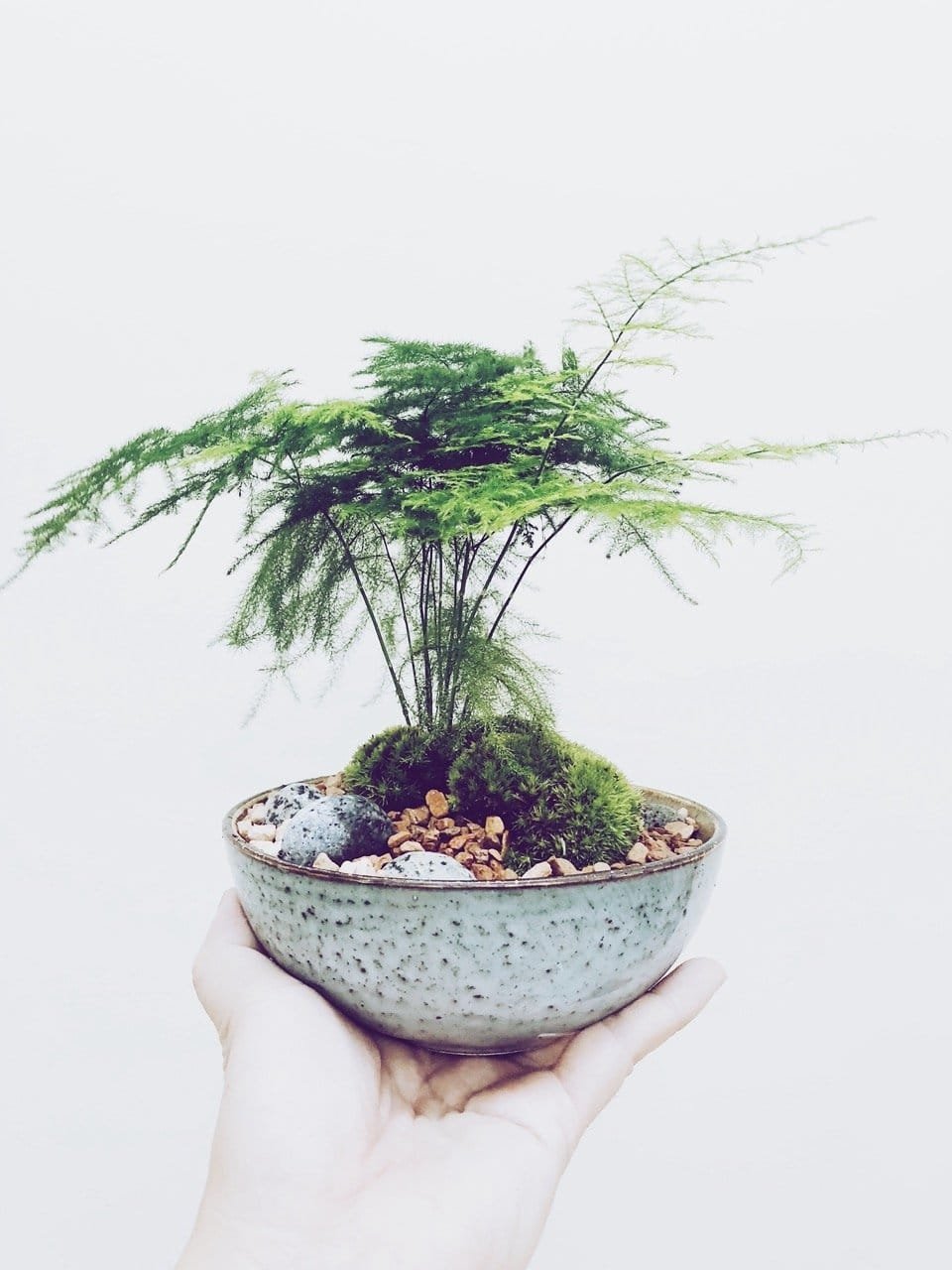 kl-tomo-moo-clay-plants-handmade-bonsai-asparagus-fern-2