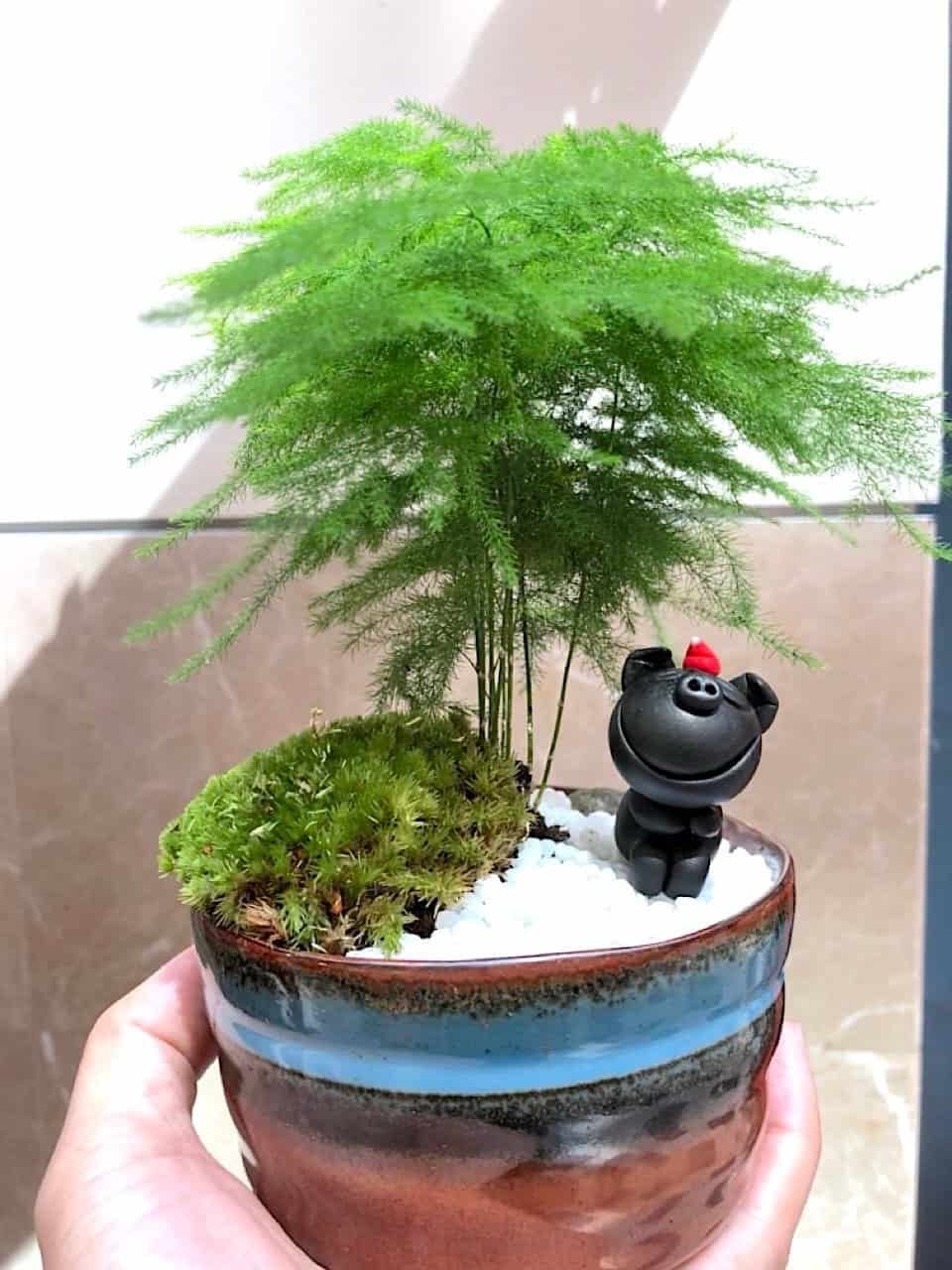 kl-tomo-moo-clay-plants-handmade-bonsai-asparagus-fern-6