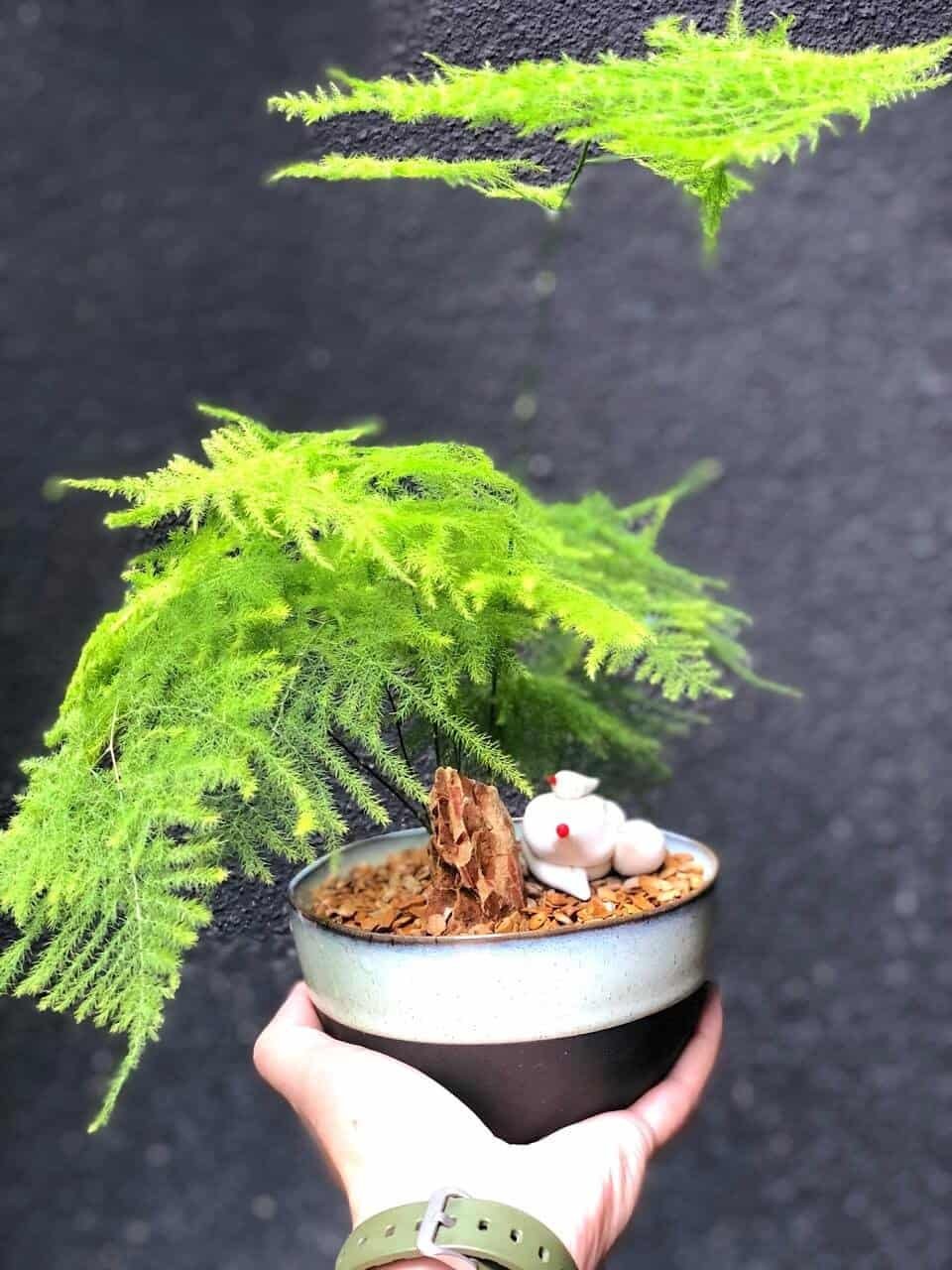 kl-tomo-moo-clay-plants-handmade-bonsai-asparagus-fern-7