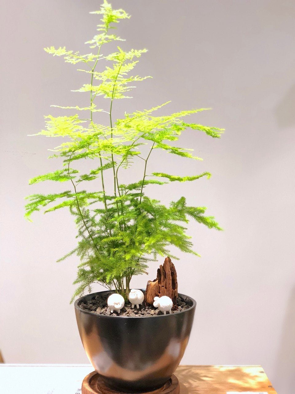 kl-tomo-moo-clay-plants-handmade-bonsai-asparagus-fern-8