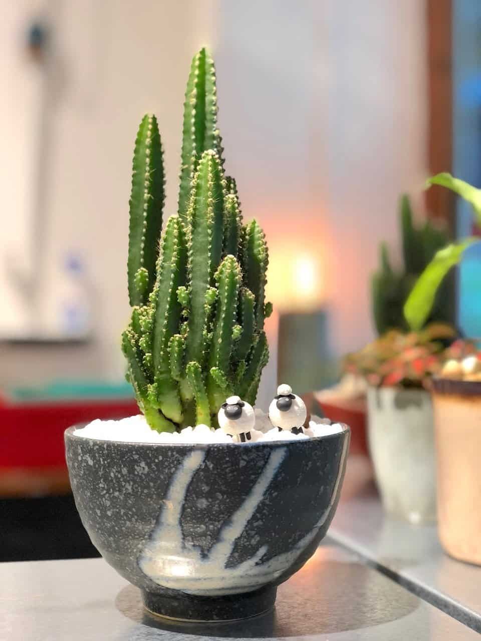 kl-tomo-moo-clay-plants-handmade-bonsai-cactus-2
