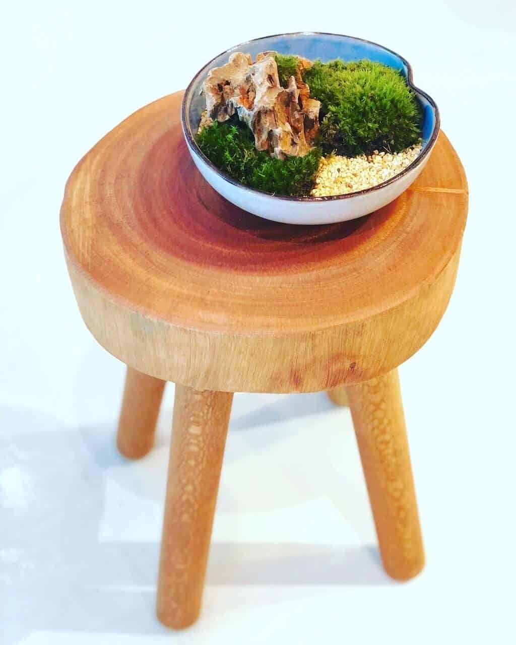 kl-tomo-moo-clay-plants-handmade-bonsai-koke-1