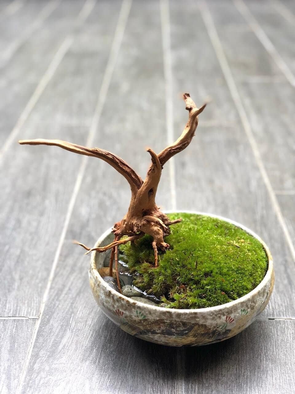 kl-tomo-moo-clay-plants-handmade-bonsai-koke-4