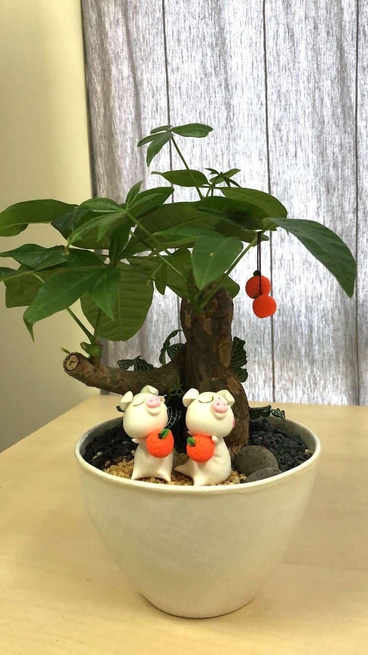 kl-tomo-moo-clay-plants-handmade-bonsai-pachira-aquatica-1