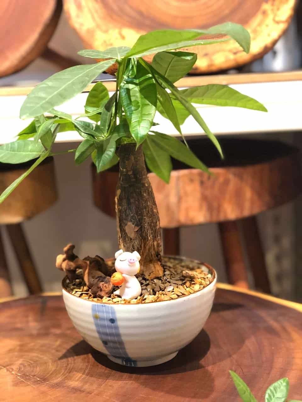 kl-tomo-moo-clay-plants-handmade-bonsai-pachira-aquatica-2