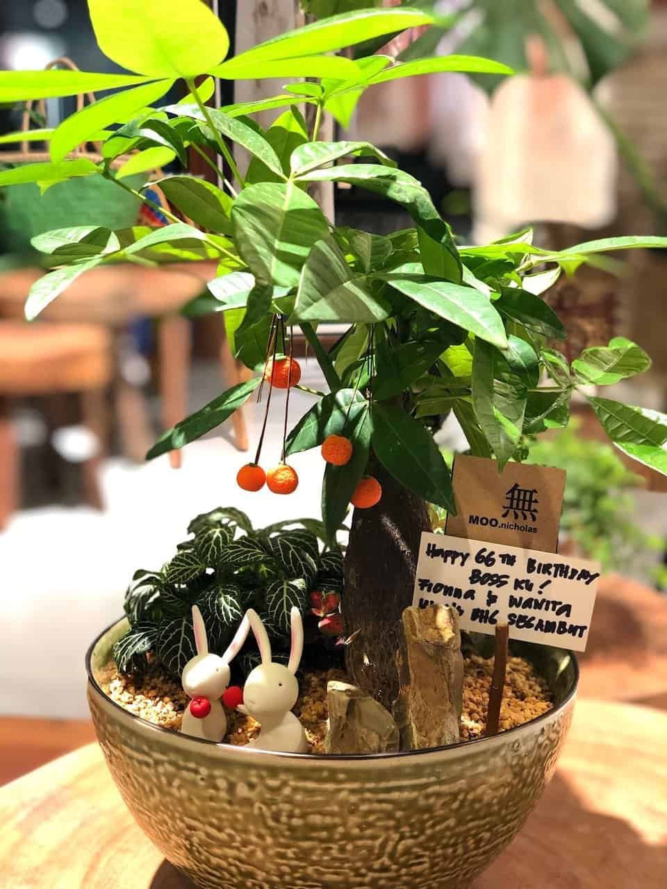 kl-tomo-moo-clay-plants-handmade-bonsai-pachira-aquatica-4