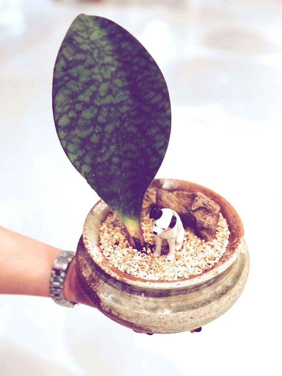 kl-tomo-moo-clay-plants-handmade-bonsai-sanseveria-1