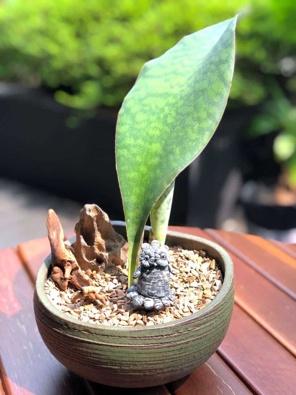 kl-tomo-moo-clay-plants-handmade-bonsai-sanseveria-2