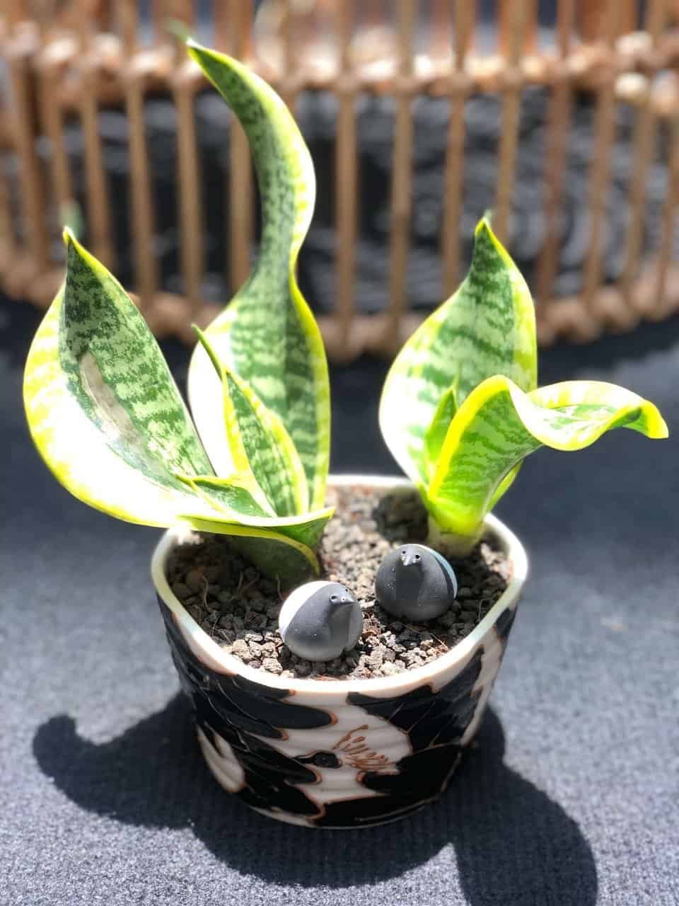 kl-tomo-moo-clay-plants-handmade-bonsai-sanseveria-3