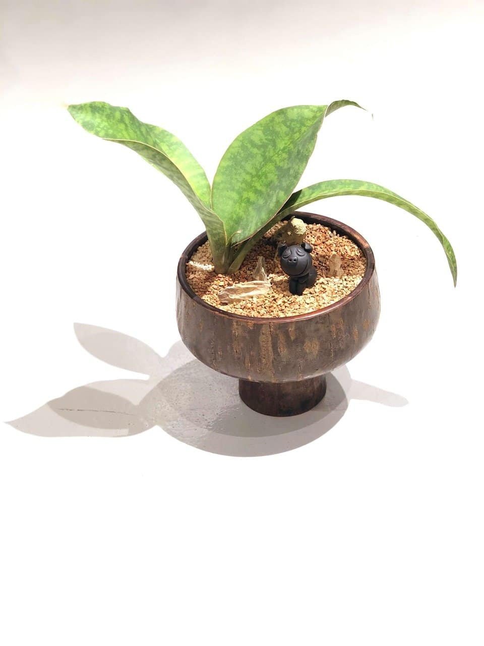 kl-tomo-moo-clay-plants-handmade-bonsai-sanseveria-4