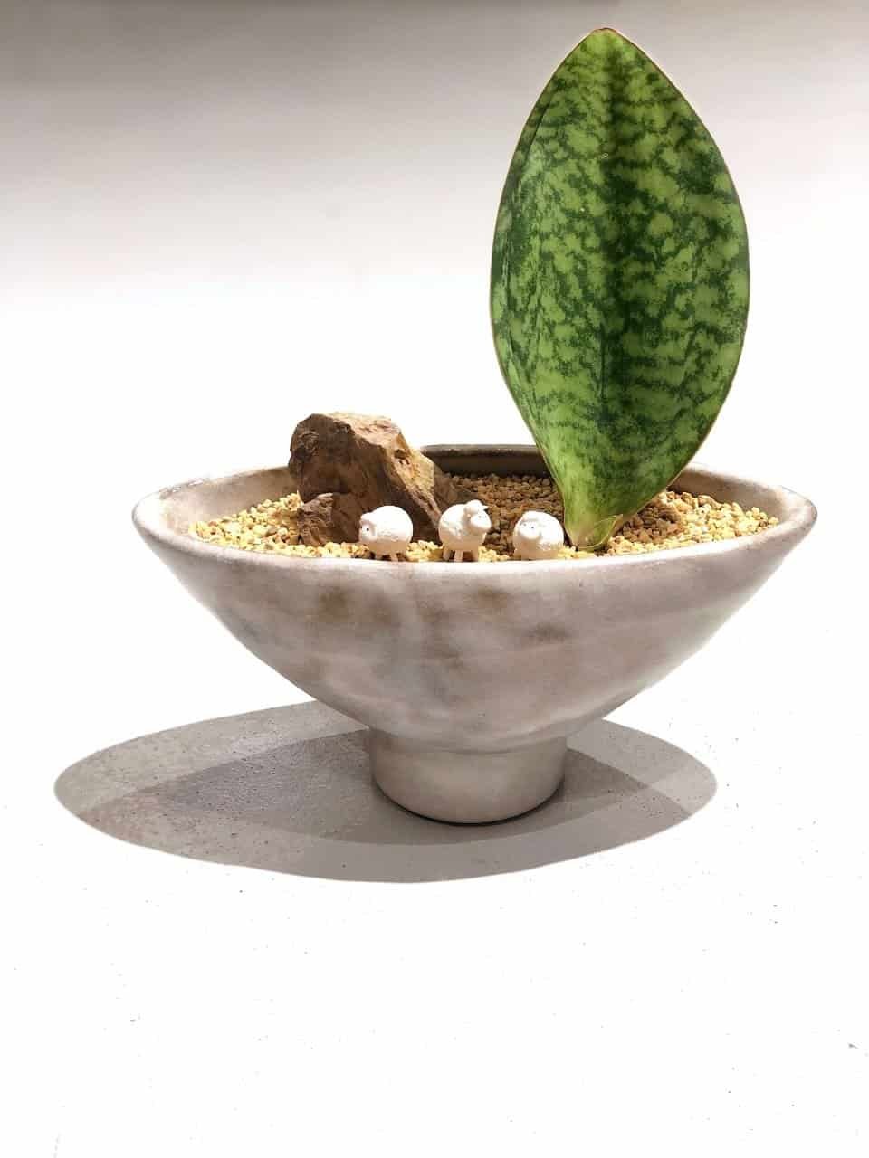 kl-tomo-moo-clay-plants-handmade-bonsai-sanseveria-5
