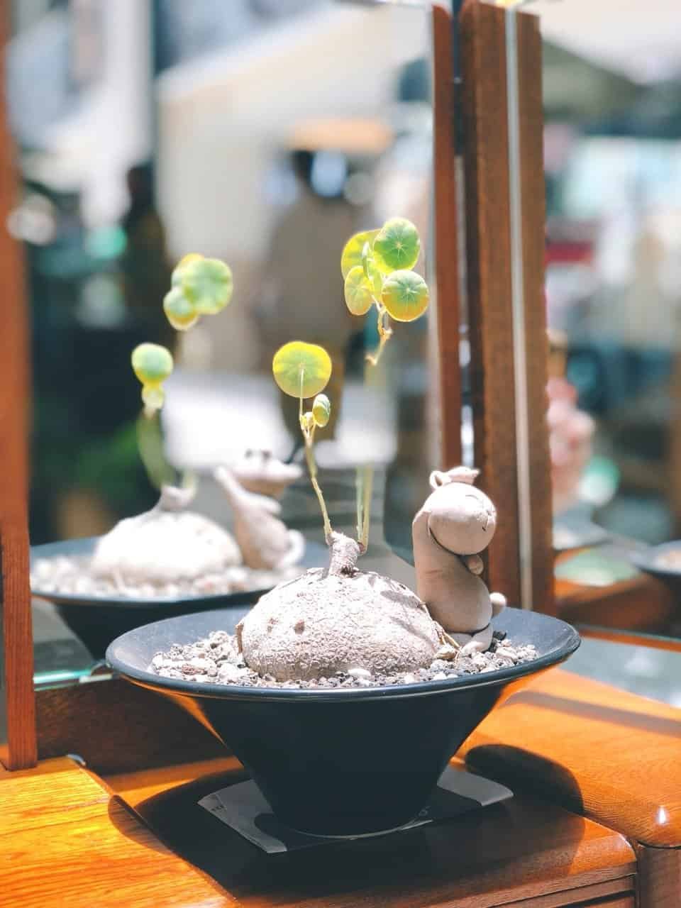 kl-tomo-moo-clay-plants-handmade-bonsai-stephanie-erecta-3