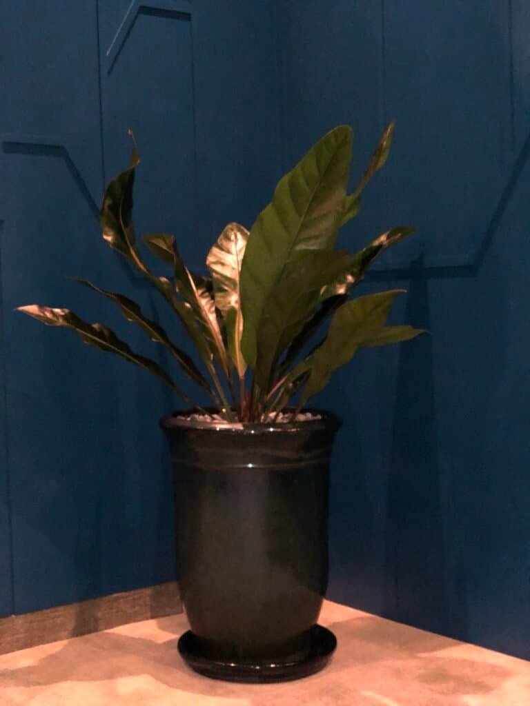 kuala-lumpur-space-decoration-quiet-garden-potted-plant-1