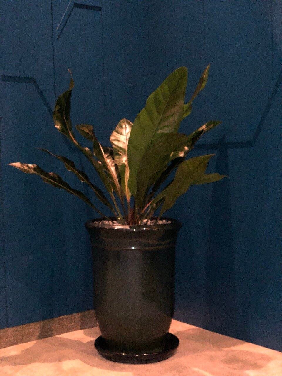 kuala-lumpur-space-decoration-quiet-garden-potted-plant-1