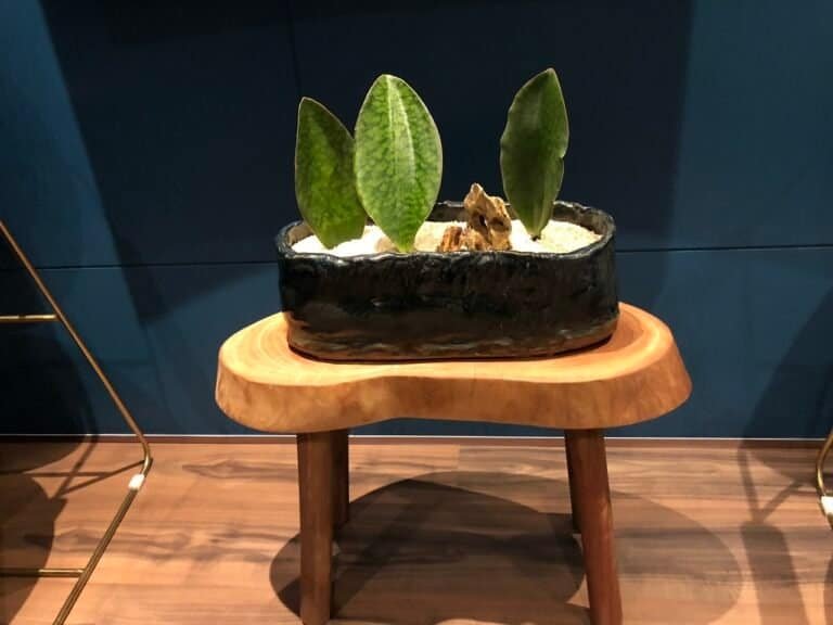 kuala-lumpur-space-decoration-quiet-garden-potted-plant-3