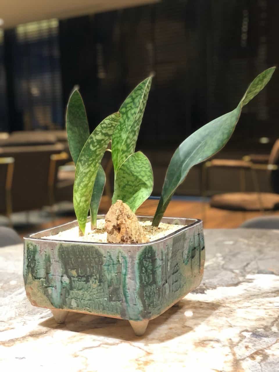 kuala-lumpur-space-decoration-quiet-garden-potted-plant-4